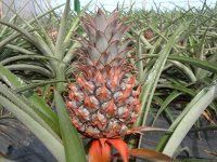 Jornada Técnica sobre el Cultivo de Piña Tropical