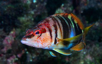 La Sala de Arte del parque García Sanabria acoge una exposición de fotografía submarina