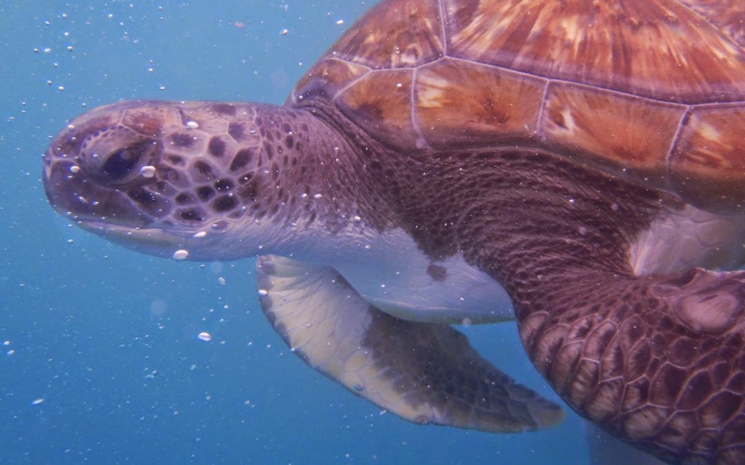 Mañana entre tortugas