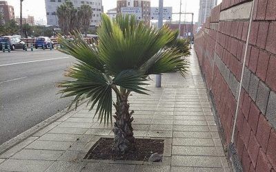 Las palmeras impiden el paso en la calle Panamá