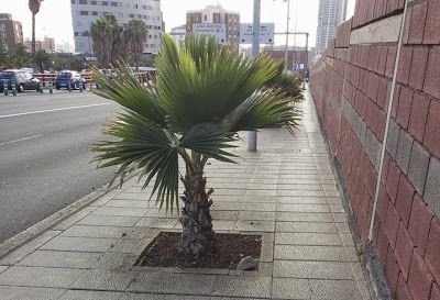 Las palmeras impiden el paso en la calle Panamá