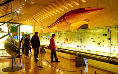 Los museos de Santa Cruz se suman a la celebración del Día Internacional de los Museos