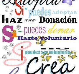 El Ayuntamiento promueve una campaña para fomentar la adopción de animales