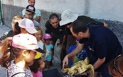 El jueves habrá una suelta de tortugas en la playa de Las Teresitas