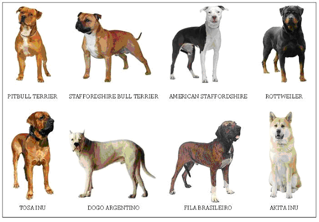 CRC Santa Cruz expedirá gratuitamente el certificado psicofísico a los adoptantes de mascotas