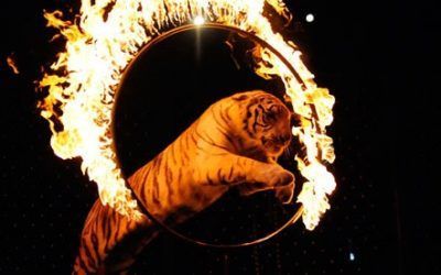 Santa Cruz prohibirá los circos con espectáculos de animales
