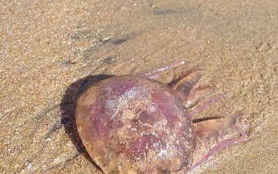 Las medusas obligan a prohibir el baño en la playa de Las Teresitas