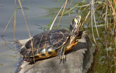 El Ayuntamiento recuerda la prohibición de abandonar tortugas en lugares públicos