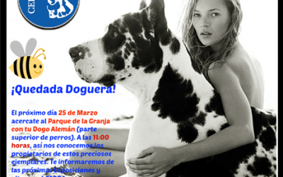 El Club Español del Dogo Alemán organiza una quedada en el Parque La Granja