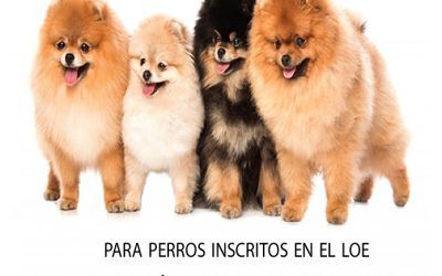 La Plaza Isla de la Madera acogerá este sábado el II Concurso Nacional Canino de Santa Cruz