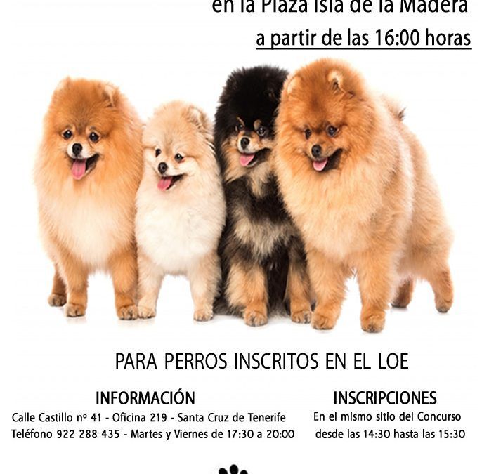 La Plaza Isla de la Madera acogerá este sábado el II Concurso Nacional Canino de Santa Cruz