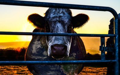 Sweet Paradise proyectará este sábado ‘Cowspiracy’ con mesa redonda y merienda solidaria