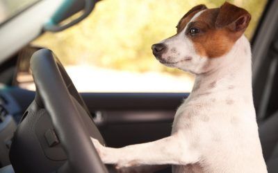 La Mesa del Taxi aprueba el transporte de animales domésticos en los vehículos