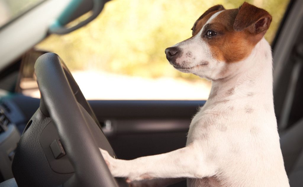 La Mesa del Taxi aprueba el transporte de animales domésticos en los vehículos