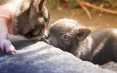 Sweet Paradise organiza una cena solidaria a beneficio de los animales de Finca Arkadia
