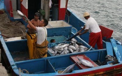 La Corporación impulsa la declaración de las Reservas Marinas de Interés Pesquero de Anaga y Teno