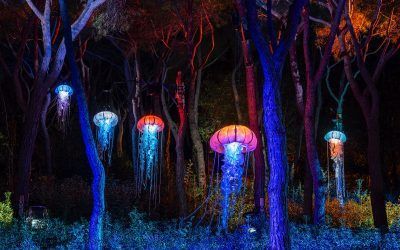NATURALEZA ENCENDIDA llenará de luz y magia el Palmetum en diciembre