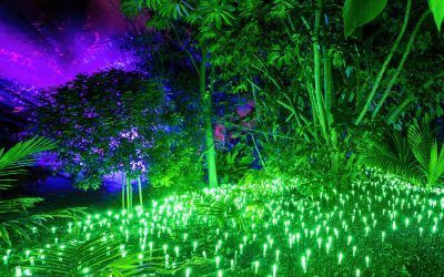 El Palmetum de Santa Cruz reanuda el espectáculo inmersivo Naturaleza Encendida