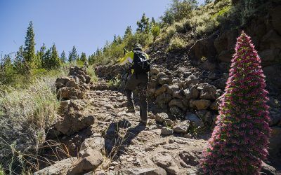 El ‘Tenerife Walking Festival 2021’ abre sus inscripciones para su nueva edición ‘online’