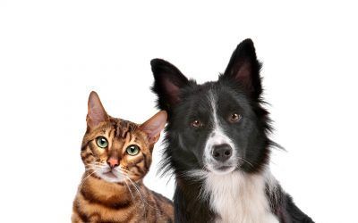 VoyVet, tu veterinario en casa